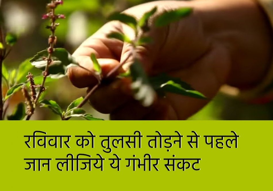 रविवार को तुलसी तोड़ने से पहले जान लीजिये ये गंभीर संकट