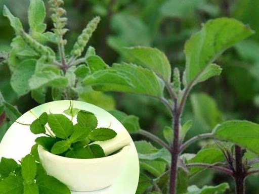 सभी देवताओं को प्रसन्न करने के लिए करे तुलसी माता की सेवा पूजा